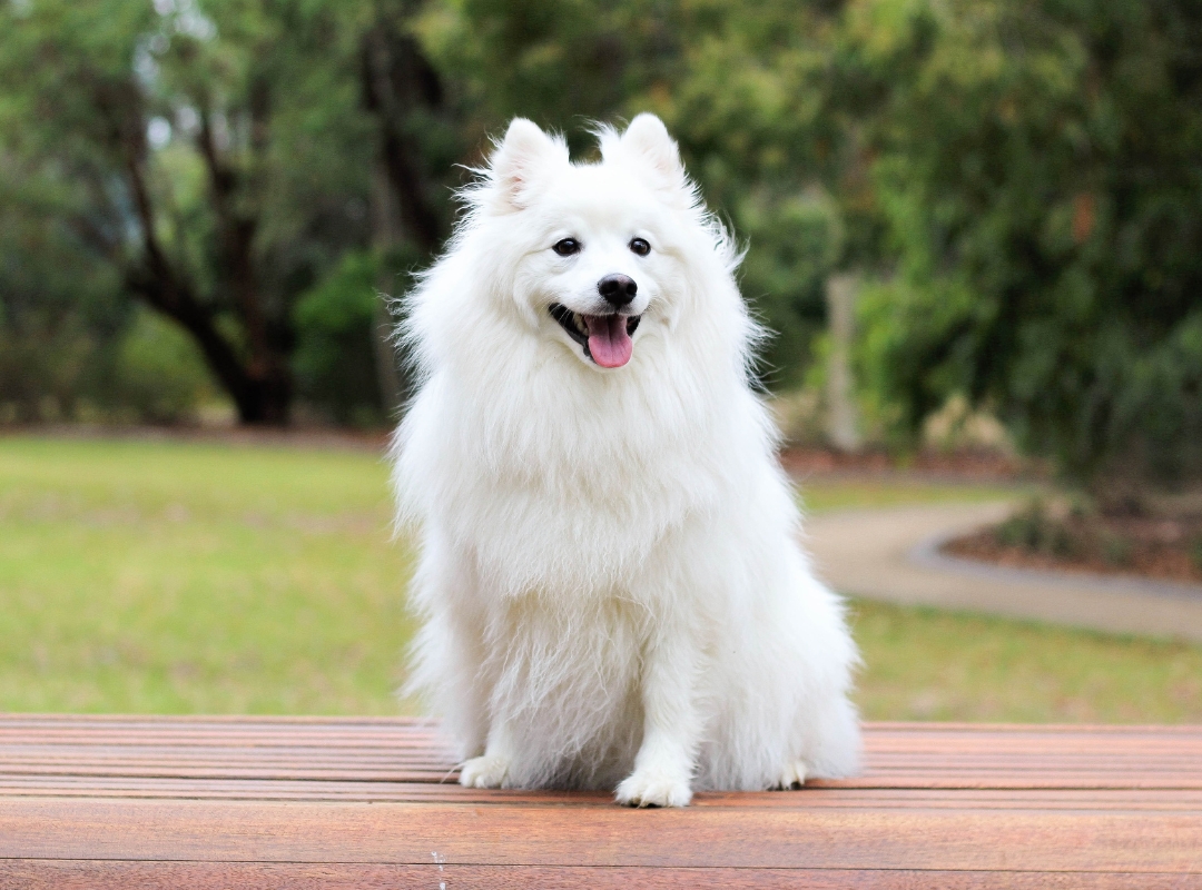 A white dog sits calmly on a wooden bench