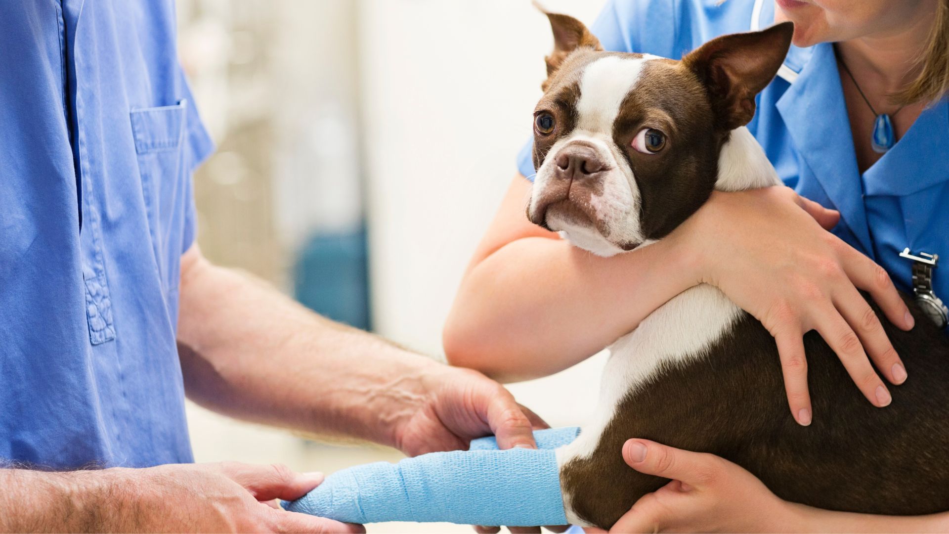 A vet examines a dog with a cast on its leg