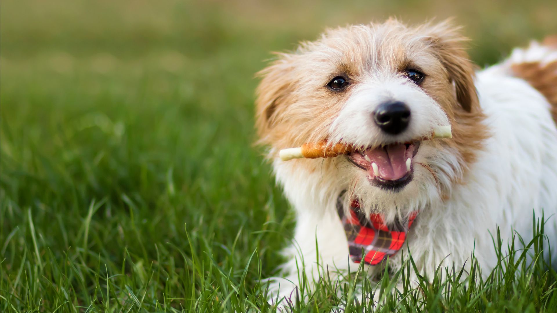 A playful dog holding a stick in its mouth