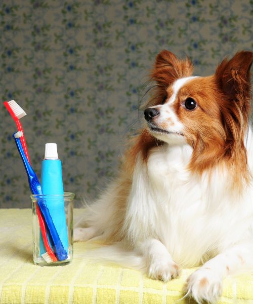 A dog sits on a bed beside a toothbrush and a glass of water