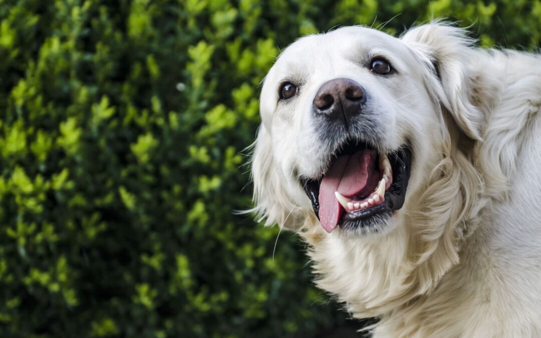 A playful white dog with its tongue out