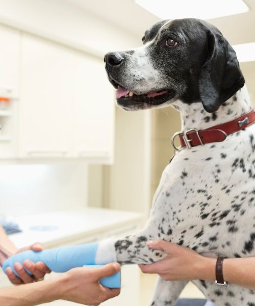 A vet examines a dog with a bandage on its leg