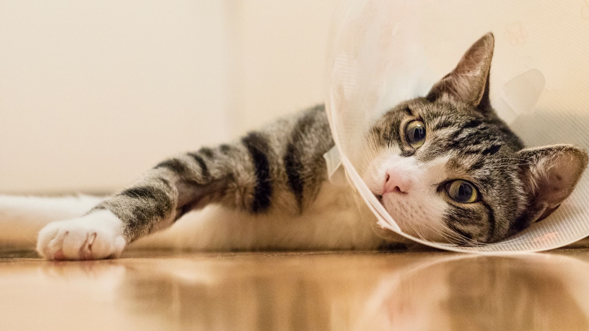 A cat resting on the floor, wearing a cone around its head