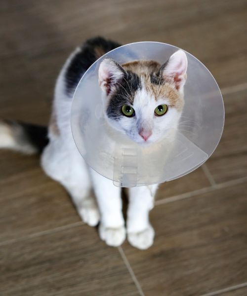 A cat wearing a cone around its head