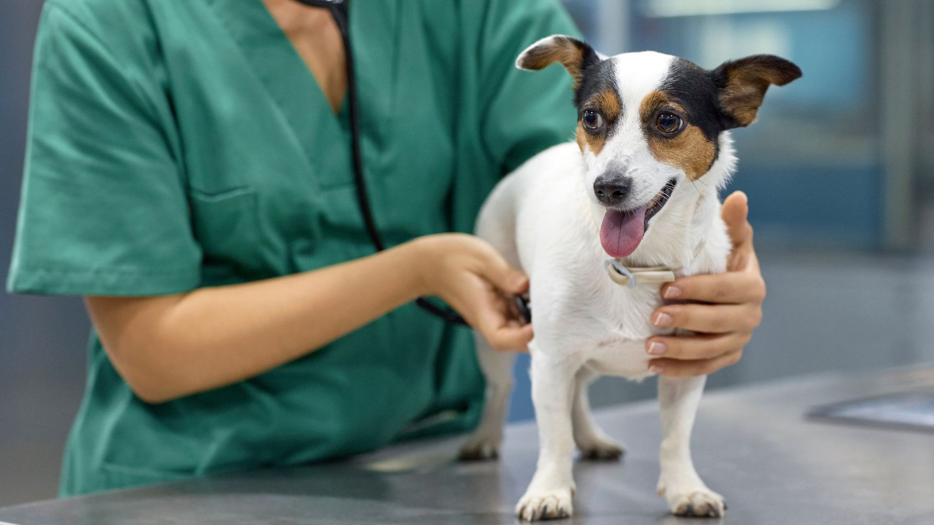 A woman in a green scrub suit gently holds a dog