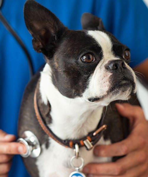 A dog receiving a examination from a vet