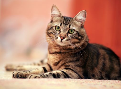 A striped cat comfortably seated on a soft carpet